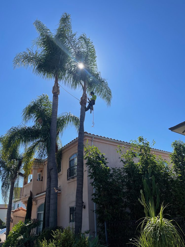 Tree Services Temecula CA