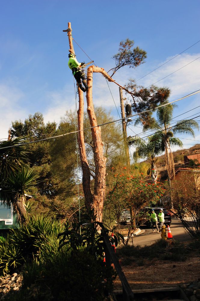 Tree Service Chula Vista CA