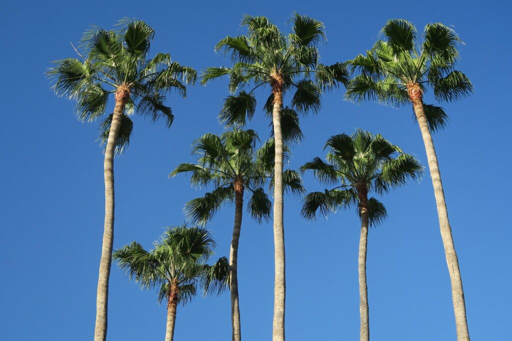 Tree Service Del Mar CA