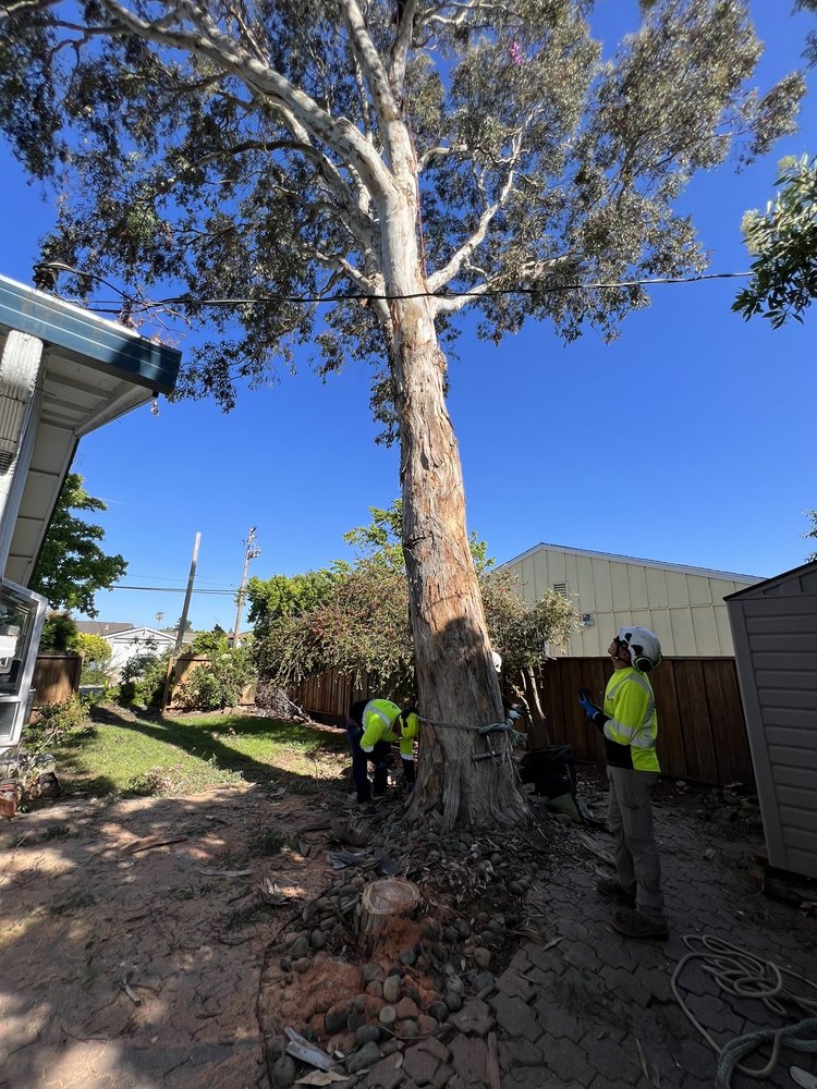 Tree Service Rancho Santa Fe CA