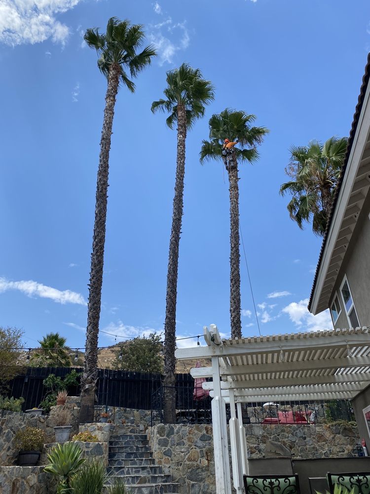 Tree Service Oceanside CA