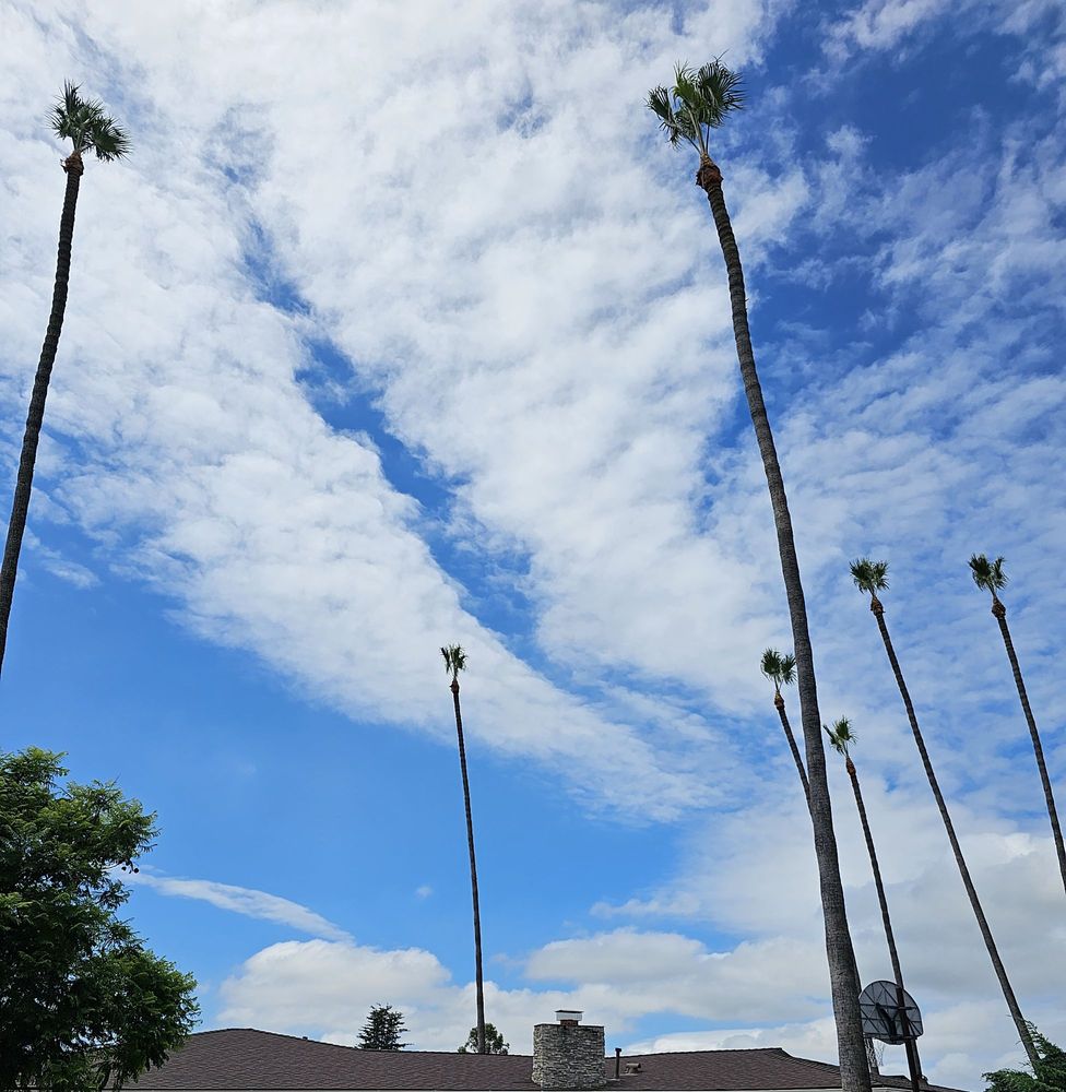 Tree Service Rancho Bernardo CA
